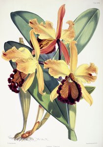 Cattleya Dowiana, c.1862-1877