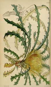 Revista Botânica de Curtis - Lámina 4633 - Dryandra nobilis