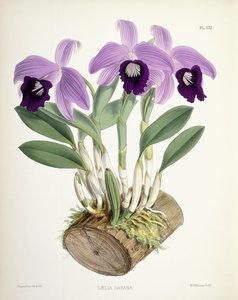 Laelia Dayana, c.1882-1897