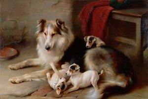 Um Collie com filhotes de Fox Terrier, 1913