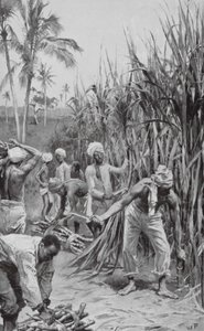 Trabalhadores rurais de Trinidad a trabalhar num canavial (litografia) de Walter Paget