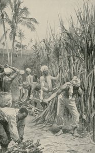 Coolies de Trinidad no trabalho em um canavial de Walter Stanley Paget