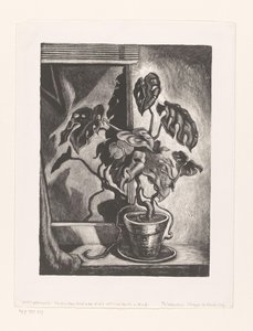 Philodendron em moldura de janela