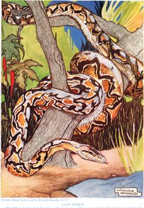 Gigante Python, ilustração de "The New Natural History", de John Arthur Thompson (1861-1933), publicado pela GP Putnam&39;s Sons, 1926