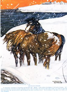 Pôneis de Shetland, ilustração de "The New Natural History", de John Arthur Thompson (1861-1933), publicado pela GP Putnam&39;s Sons, 1926