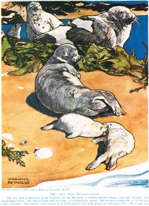 The Grey Seal, ilustração de "The New Natural History", de John Arthur Thompson (1861-1933), publicado pela GP Putnam&39;s Sons, 1926