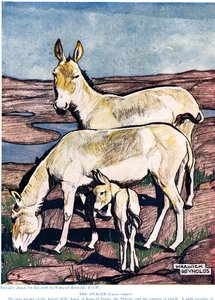 The Onager, de "The New Natural History", de John Arthur Thompson (1861-1933), publicado pela editora GP Putnam&39;s Sons, 1926