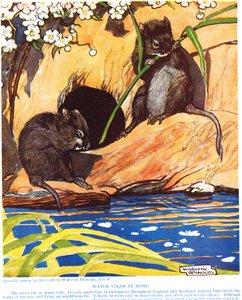 Water Voles at Home, ilustração de &39;The New Natural History&39;, de John Arthur Thompson (1861-1933), publicado pela GP Putnam&39;s Sons, 1926