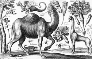 Animalium, Ferarum et Bestiarum, gravado por David Loggan