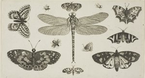 Uma libélula, joaninhas e borboletas, de Diversae Insectorum...Figurae de Wenceslaus Hollar