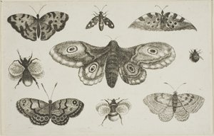 Uma mariposa, borboletas e abelhas de Wenceslaus Hollar