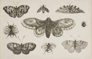 Uma mariposa, borboletas e abelhas de Wenceslaus Hollar