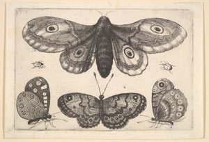 Uma mariposa, três borboletas e dois besouros, 1646. de Wenceslaus Hollar