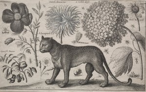 Animais e plantas: Leopardo com plantas e insetos, 1662. de Wenceslaus Hollar