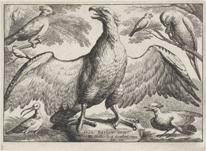 Águia
Várias aves (título da série) de Wenceslaus Hollar