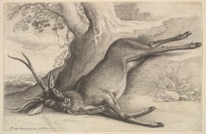 Veado morto, 1646. de Wenceslaus Hollar