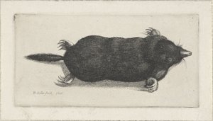 toupeira morta de Wenceslaus Hollar