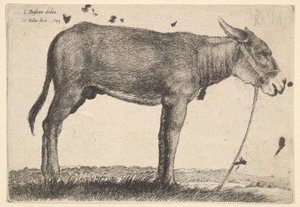 Burro, 1649. de Wenceslaus Hollar