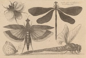 Libélulas e um Bumble Bee, 1646. de Wenceslaus Hollar