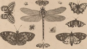Libélulas, Joaninhas, e Borboletas. de Wenceslaus Hollar