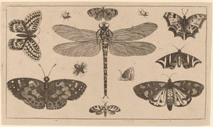 Libélulas, joaninhas e borboletas de Wenceslaus Hollar