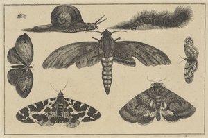 Três mariposas, borboletas, escaravelho, caracol e lagarta
Vários insectos (título da série)
Diversae Insectorum (título da série) de Wenceslaus Hollar