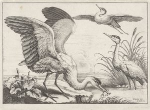 Três garças
Diversae avium species (título da série)
Várias aves (título da série) de Wenceslaus Hollar