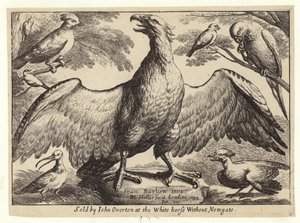 Águia e outras aves de Wenceslaus Hollar