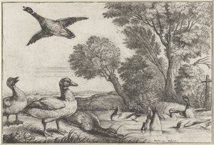 Patos
Diversae avium species (título da série)
Várias aves (título da série) de Wenceslaus Hollar