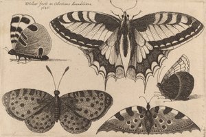Five Butterflies, 1646. de Wenceslaus Hollar