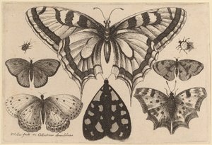 Cinco borboletas, uma mariposa, um besouro e uma aranha de Wenceslaus Hollar