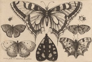 Five Butterflies, a Moth, and Two Beetles, 1646. de Wenceslaus Hollar