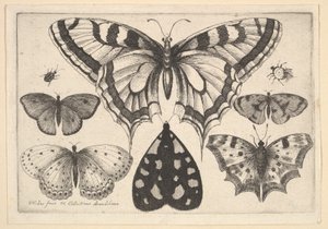 Cinco borboletas, uma mariposa e dois besouros, 1646. de Wenceslaus Hollar