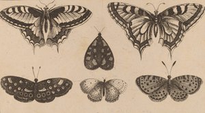 Cinco Borboletas e uma Traça. de Wenceslaus Hollar