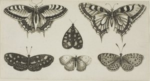 Cinco borboletas e uma mariposa de Wenceslaus Hollar
