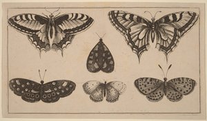 Cinco borboletas e uma traça de Wenceslaus Hollar