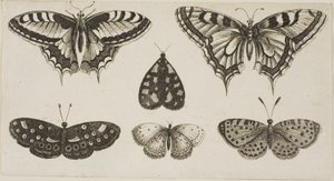 Cinco borboletas e uma mariposa de Wenceslaus Hollar