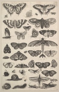 Quarenta e um insetos, incluindo mariposas e borboletas, 1625-77. de Wenceslaus Hollar