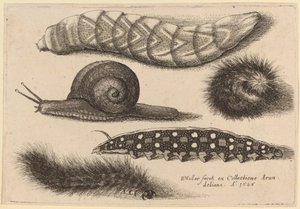 Quatro lagartas e um caracol de Wenceslaus Hollar