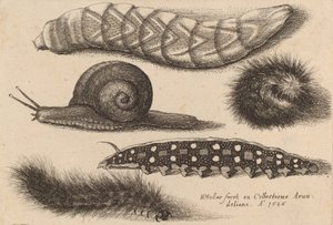 Quatro Lagartas e um Caracol, 1646. de Wenceslaus Hollar