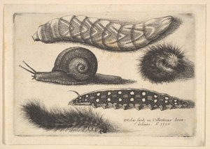Quatro lagartas e um caracol, 1646. de Wenceslaus Hollar