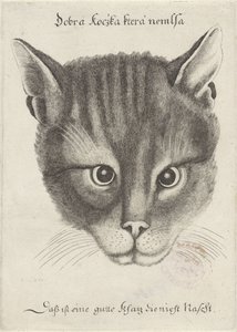 Cabeça de um gato de Wenceslaus Hollar