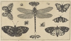Libélula, joaninhas e borboletas Vários insetos (título da série) Diversae Insectorum (título da série) de Wenceslaus Hollar