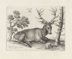 Veado reclinado, à direita de Wenceslaus Hollar