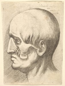 Cabeça masculina no perfil à esquerda com os músculos expostos, 1660. de Wenceslaus Hollar