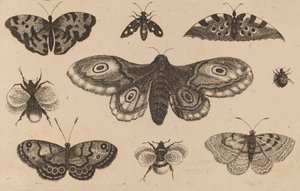 Traça, Borboleta e Abelha. de Wenceslaus Hollar