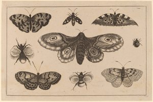 Mariposa, borboletas e abelhas de Wenceslaus Hollar