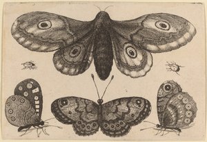 Traça, três borboletas e dois besouros de Wenceslaus Hollar