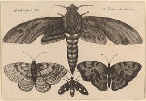 Traça e três borboletas de Wenceslaus Hollar