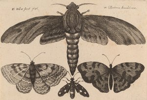 Traça e Três Borboletas, 1646. de Wenceslaus Hollar